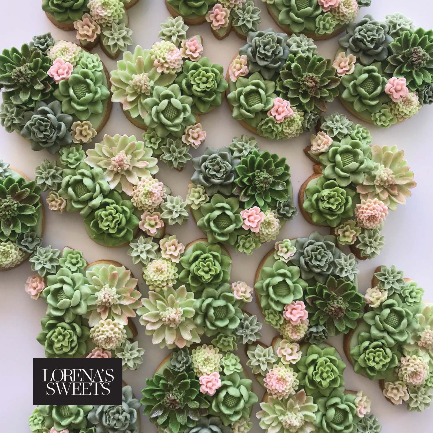 sweet succulents SUCCULENTS
