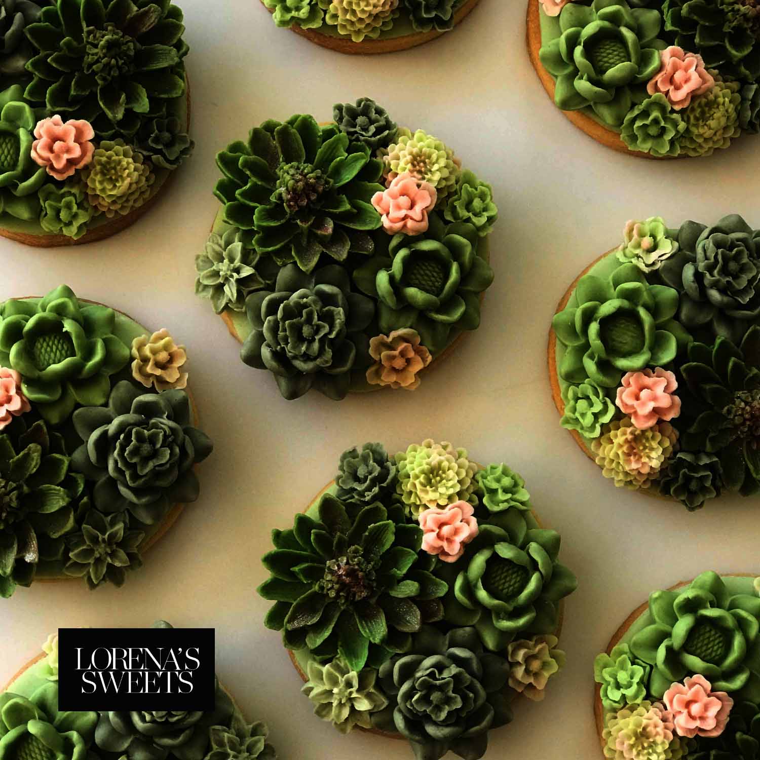 succulent sweets SUCCULENTS
